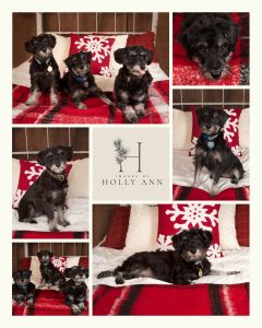 pet photography puppy collage