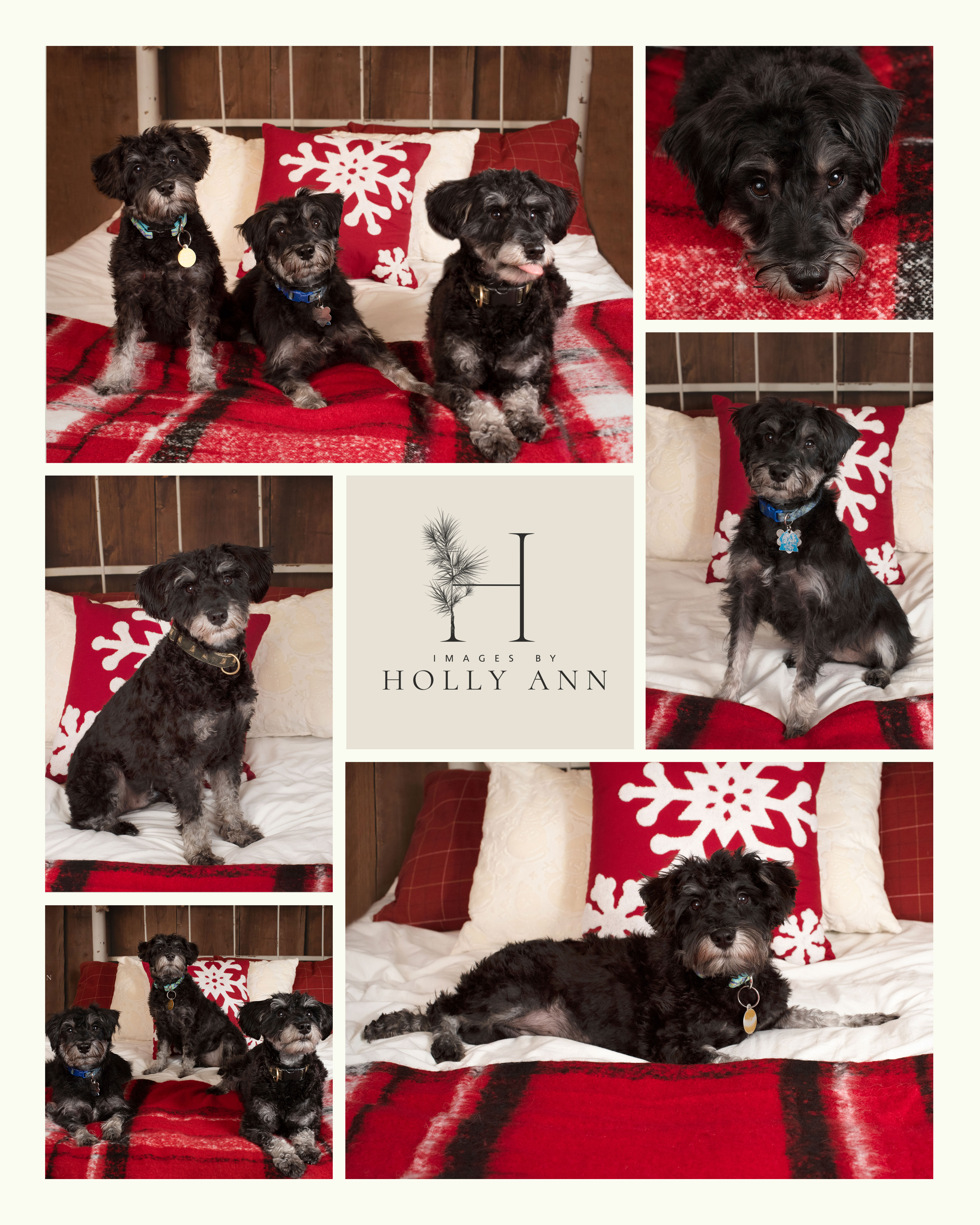 Puppy collage pet photography